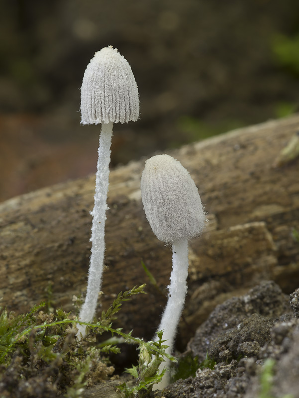 Coprinopsis candidatus